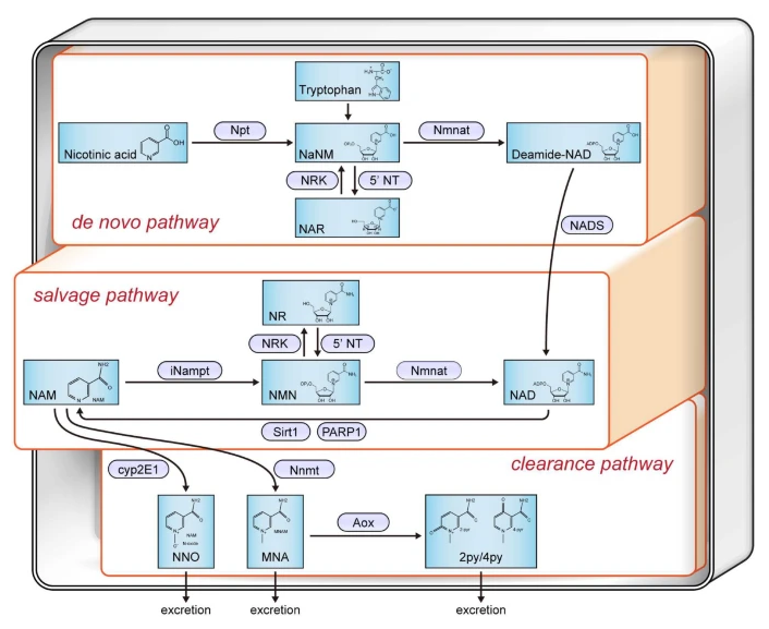 古特生物 古特生物