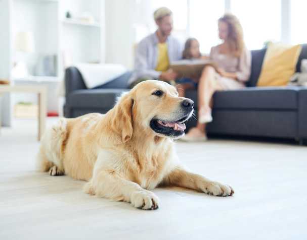 SAMe改善認(rèn)知功能 SAMe改善認(rèn)知功能