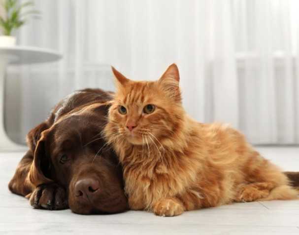 SAMe改善肝臟健康 SAMe改善肝臟健康