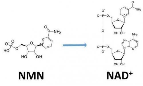 從生物學角度看NMN:為何能延緩衰老和提高免疫力？